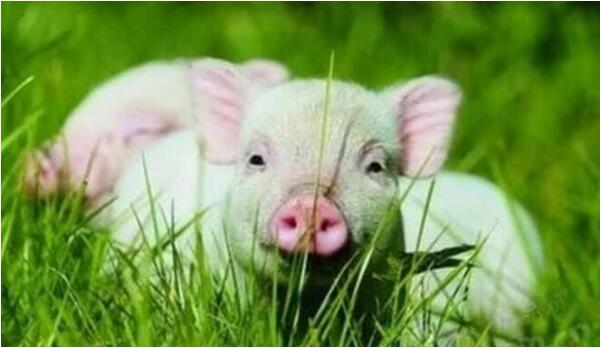 20180104100061696169