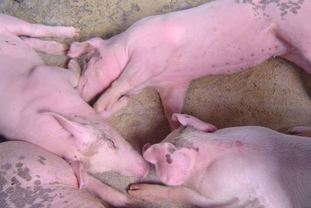 20180104101060676067