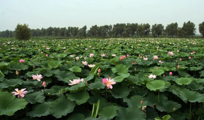 ��ҳ| PP������Ϸ�й����ٷ���վ