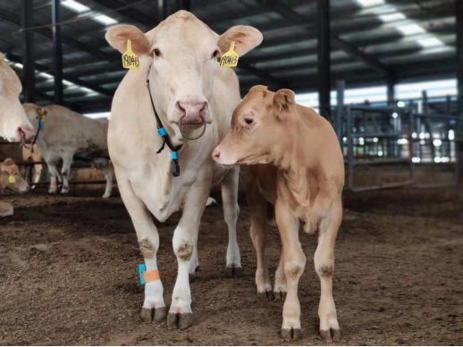 ��ҳ| PP������Ϸ�й����ٷ���վ